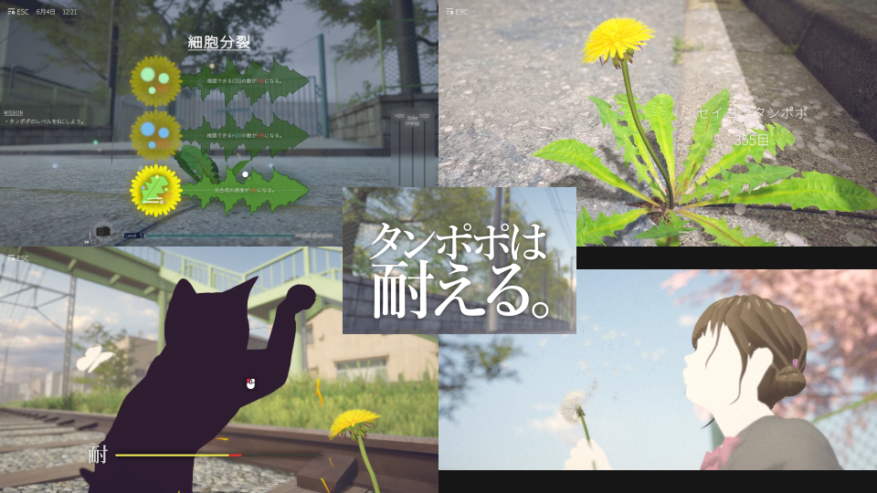 タンポポは耐える。 タンポポは耐える。画像